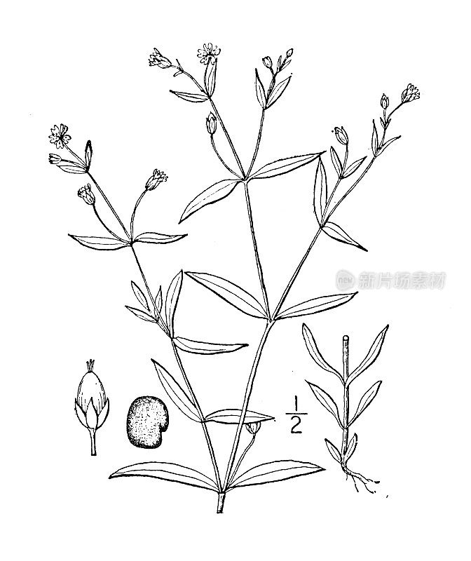 古植物学植物插图:北方Alsine borealis，北方关键词